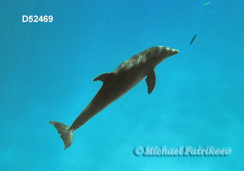 Common Bottlenose Dolphin (Tursiops truncatus)